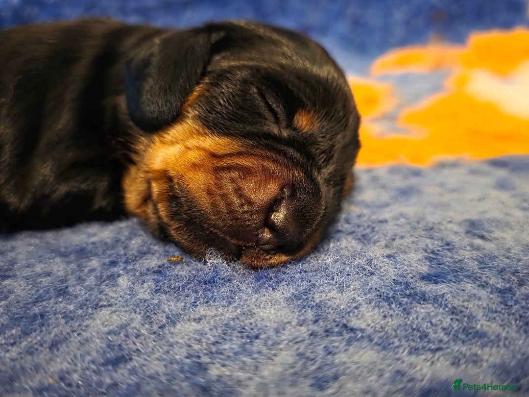 Miniature Dachshund dogs for sale: Kc registered minature Dachshunds - Advert 8