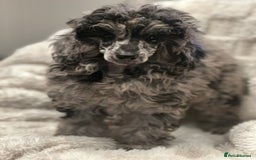 Mixed Breed dogs for sale: Miniature merle poodle female  - Image 2