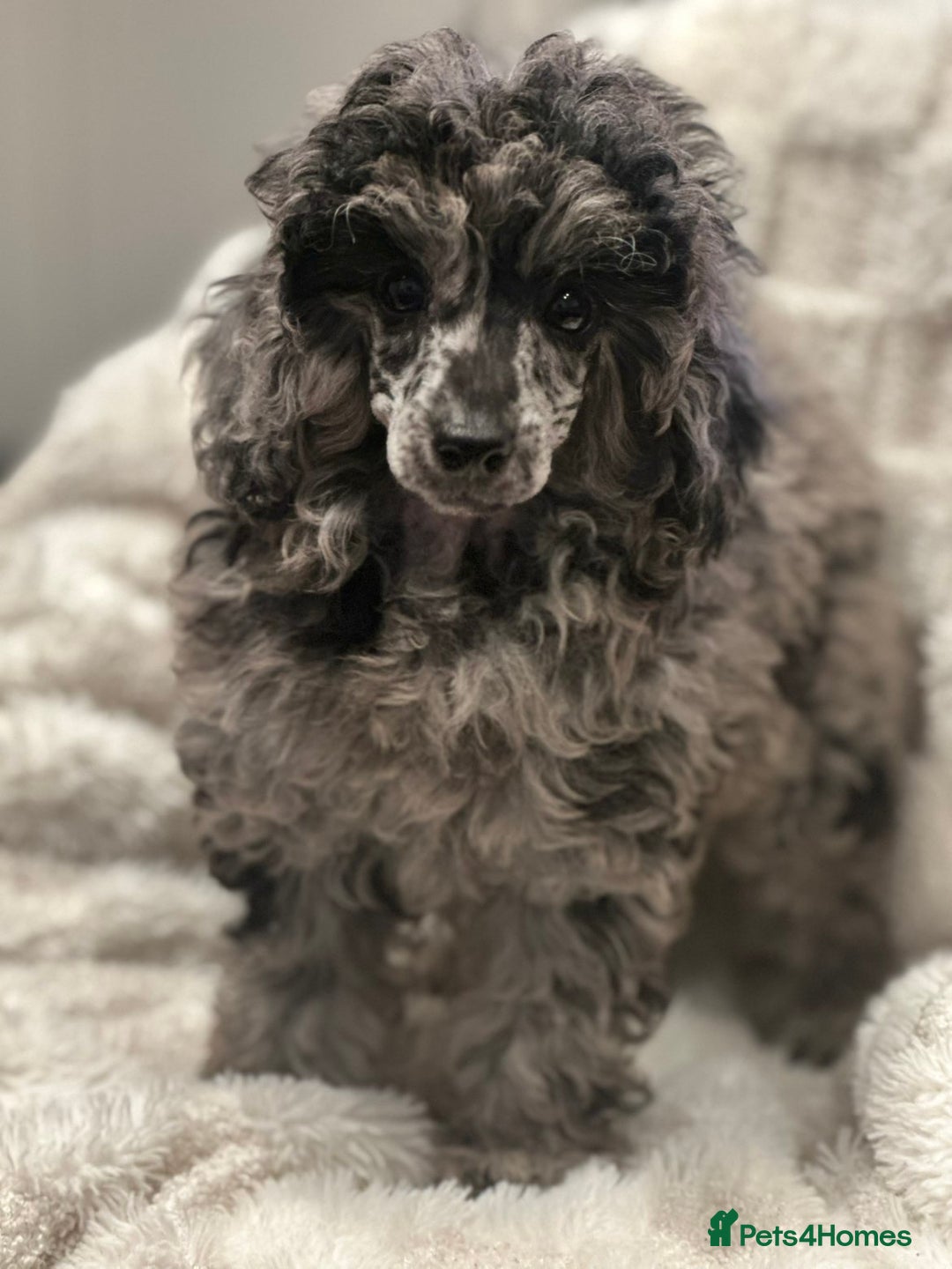 Mixed Breed dogs for sale: Miniature merle poodle female  - Image 2