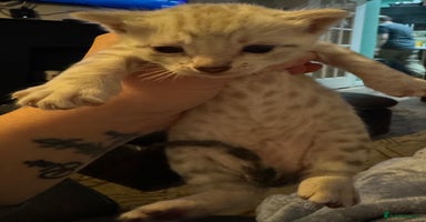 Bengal cats - Advert 8