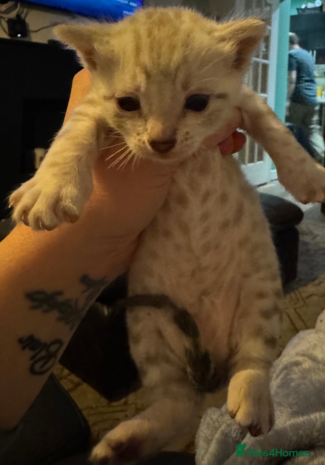 Bengal cats for sale: 2 snow lynx point boys - Tica available   - Image 3
