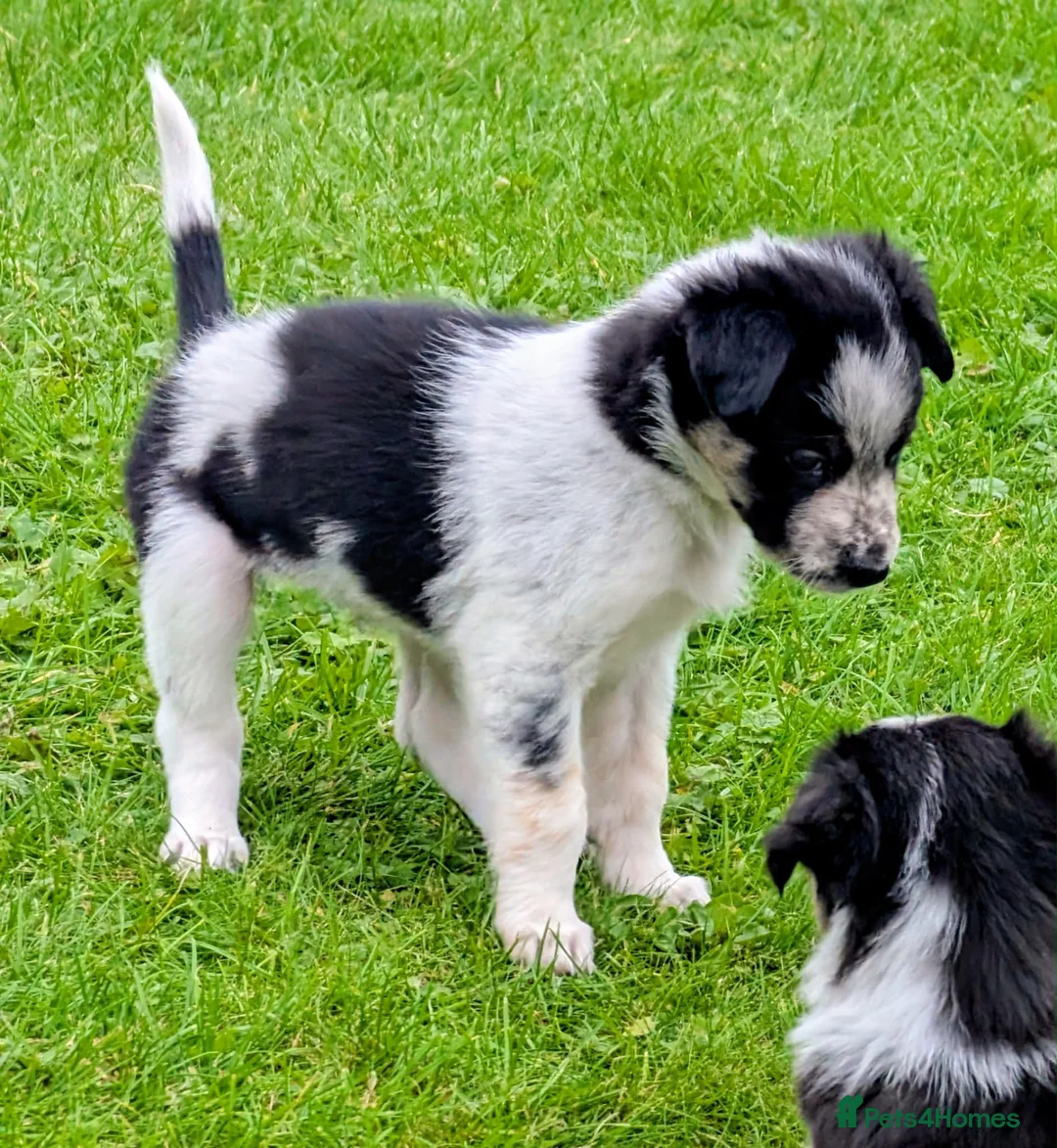 Border Collie dogs for sale: Gorgeous Border Collie puppies  - Advert 2