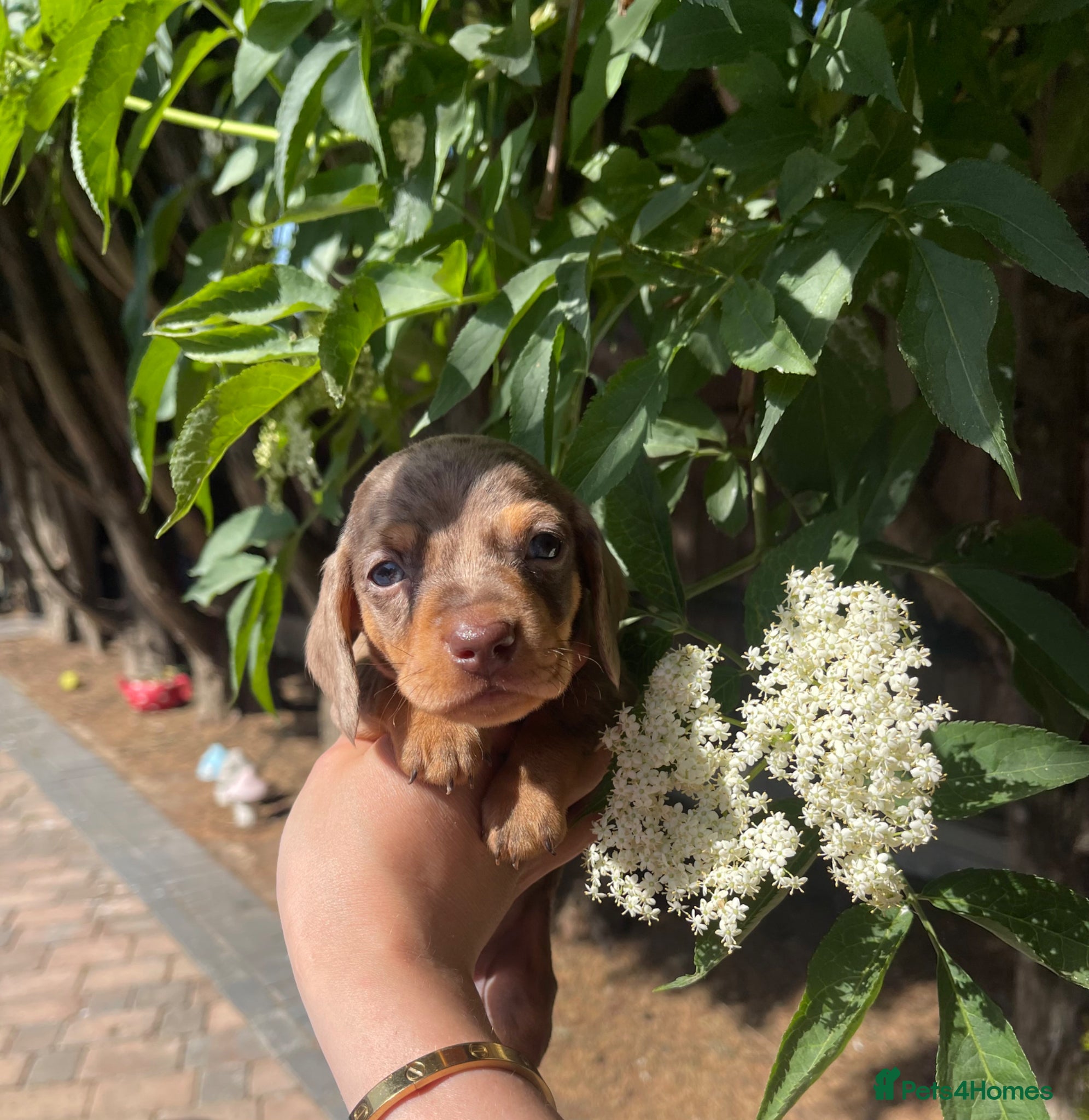 Miniature Dachshund dogs Beautiful miniature Dachshuhds available  - Advert 16