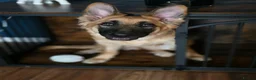 German Shepherd dogs for sale: Gorgeous Female German Shepherd Puppy  - Advert 8