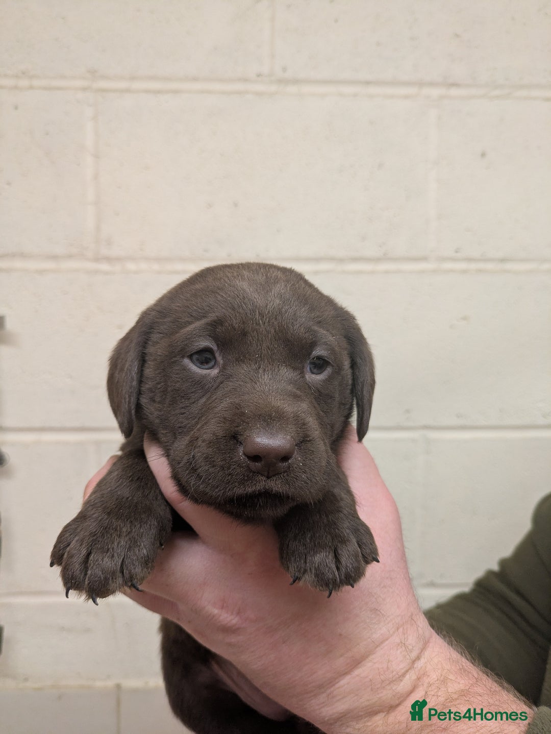 Labrador Retriever dogs for sale: Gorgeous chocolate Labrador puppies for sale - Advert 5