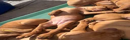 Hungarian Vizsla dogs for sale: Pedigree Hungarian Wirehaired Vizsla puppies - Advert 7