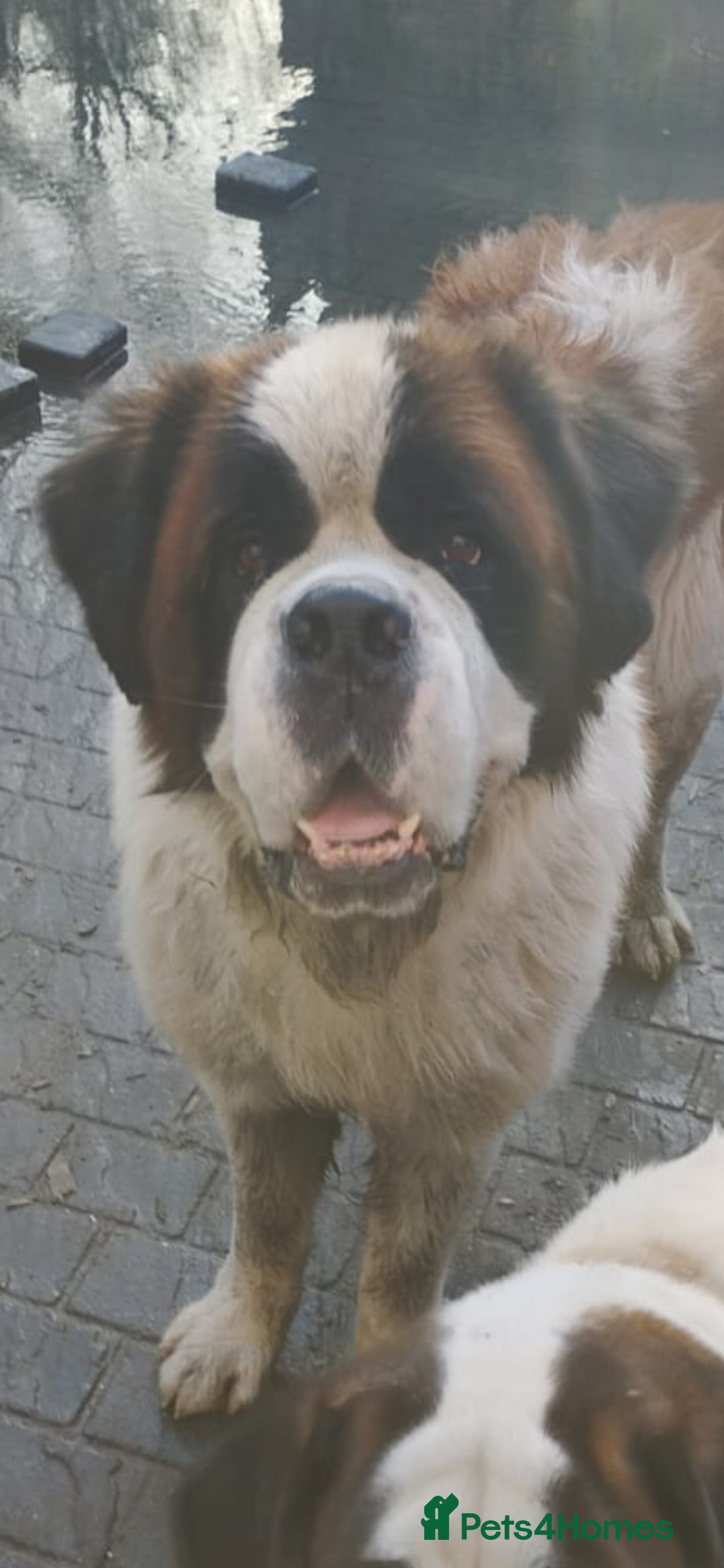 Saint Bernard dogs Saint Bernard - Advert 1