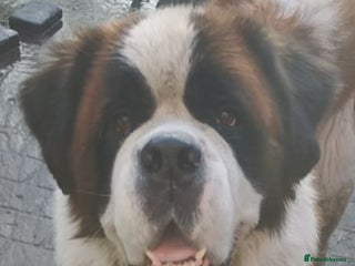 Saint Bernard dogs Saint Bernard - Advert 7