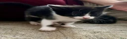 Mixed Breed cats for sale: 1 little boy left (READY TO LEAVE) - Advert 6