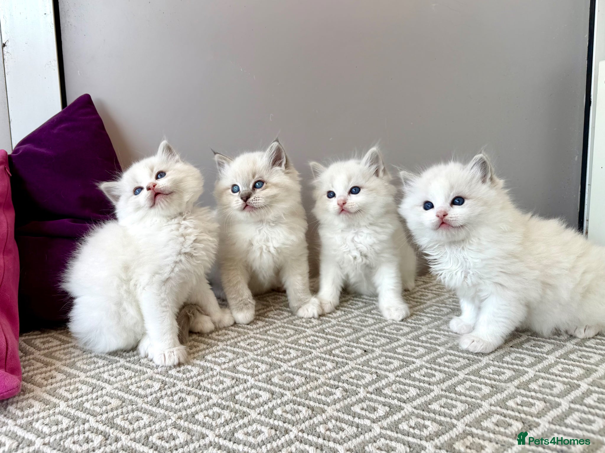 Ragdoll cats TICA registered ragdoll kittens - Advert 14