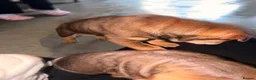 Mixed Breed dogs for sale: Beautiful Bull-Pei puppies  - Advert 3