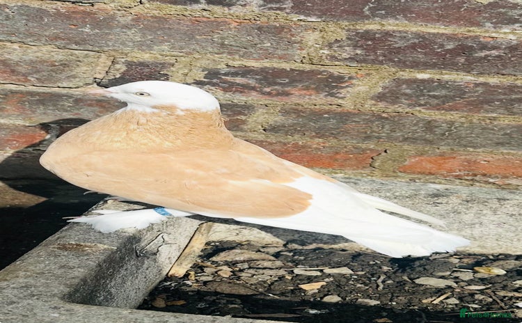 Pigeons birds - Advert 1
