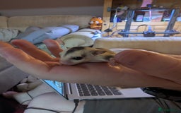 Sugar Glider rodents for sale: Male sugar gliders in Macclesfield - Image 5
