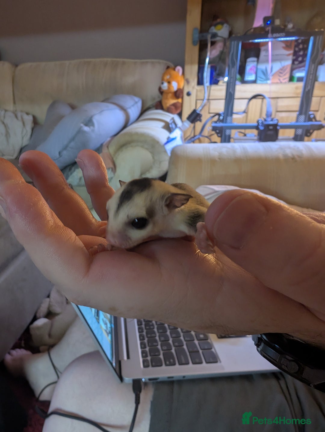 Sugar Glider rodents for sale: Male sugar gliders in Macclesfield - Image 5