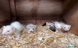 Ferret rodents for sale: Male ferrets born may 25 - Image 6