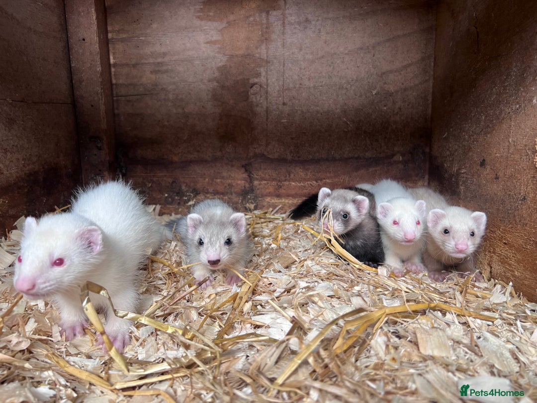 Ferret rodents for sale: Male ferrets born may 25 - Image 6
