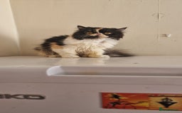 Maine Coon cats for sale: Maine Coon TICA reg kittens and Persian adult  - Image 22