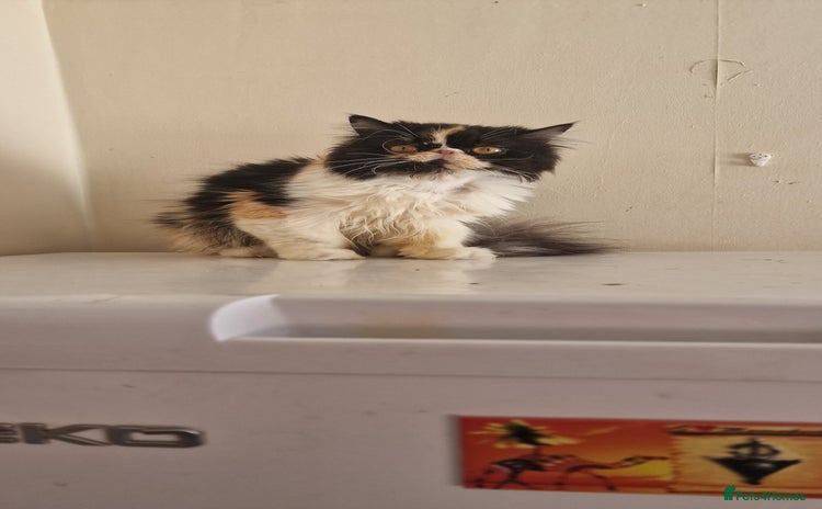 Maine Coon cats - Advert 4
