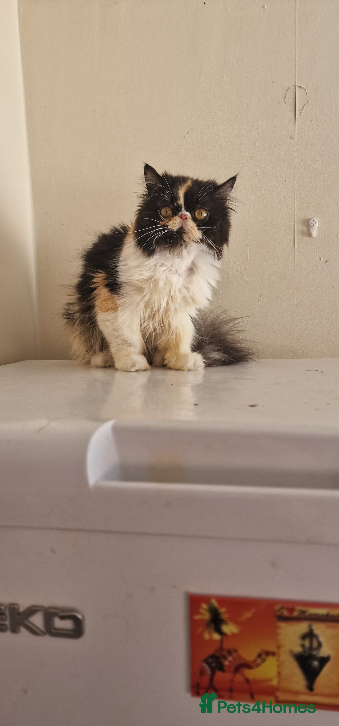 Maine Coon cats for sale: Maine Coon TICA reg kittens and Persian adult  - Image 22