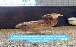 Chickens poultry for sale: Bantam hens at point of lay - Image 9