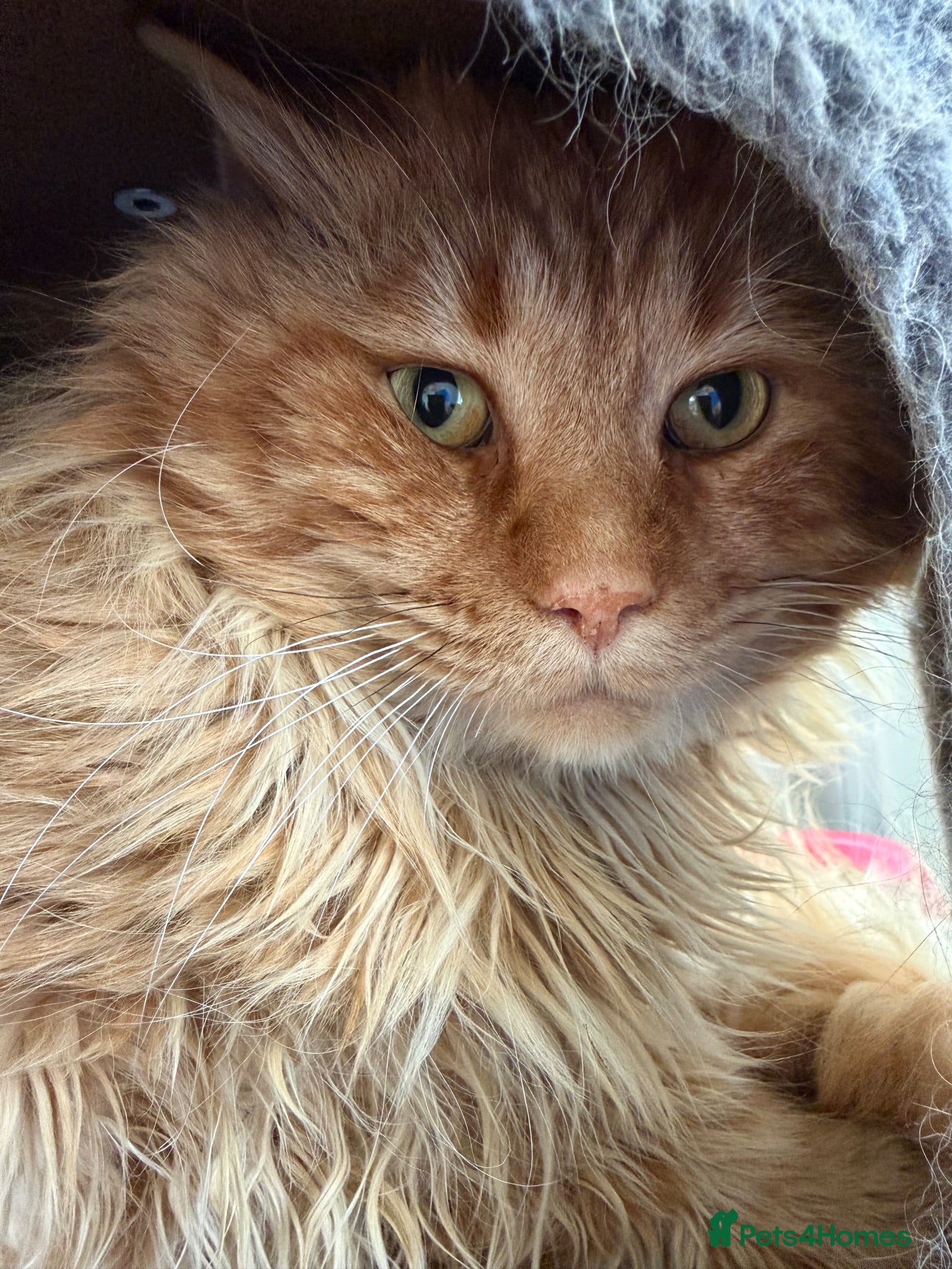 Maine Coon cats Stud For SALE! Maine Coon TICA Active!! 🏆 - Advert 7