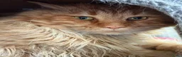 Maine Coon cats for sale: Stud For SALE! Maine Coon TICA Acive! - Advert 2
