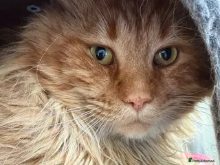 Maine Coon cats Stud For SALE! Maine Coon TICA Active!! 🏆 - Advert 2