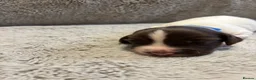 English Springer Spaniel dogs for sale: Beautiful Springer Spaniel Puppies  in Swadlincote - Advert 23