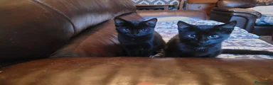 Domestic Shorthair 1