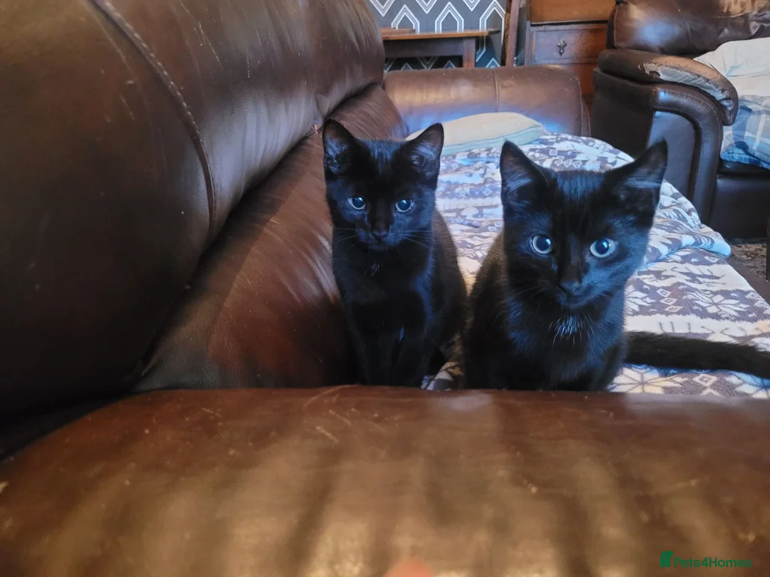 Domestic Shorthair cats for sale: 4 Kittens looking for new forever homes - Advert 2