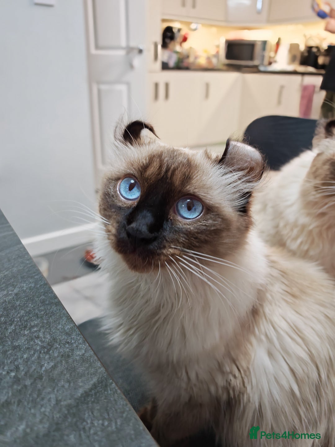 American Curl cats for sale: Two very rare and wonderful kittens for sale - Advert 35