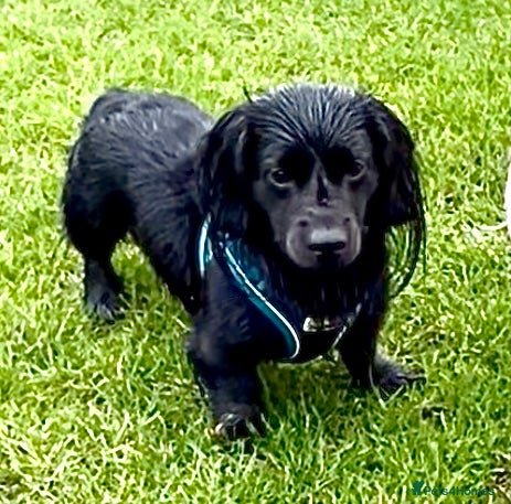 Miniature Dachshund dogs for stud: solid black longhaired miniature dachshu in Loughborough - Advert 4