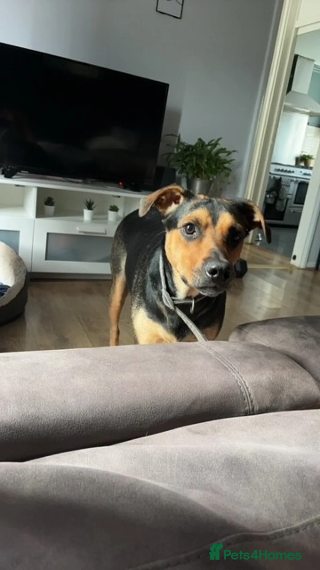 Huntaway dogs for sale: 5 Year old Huntaway  - Advert 3