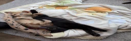 Mixed Breed cats for sale: Two gorgeous boys - Advert 2
