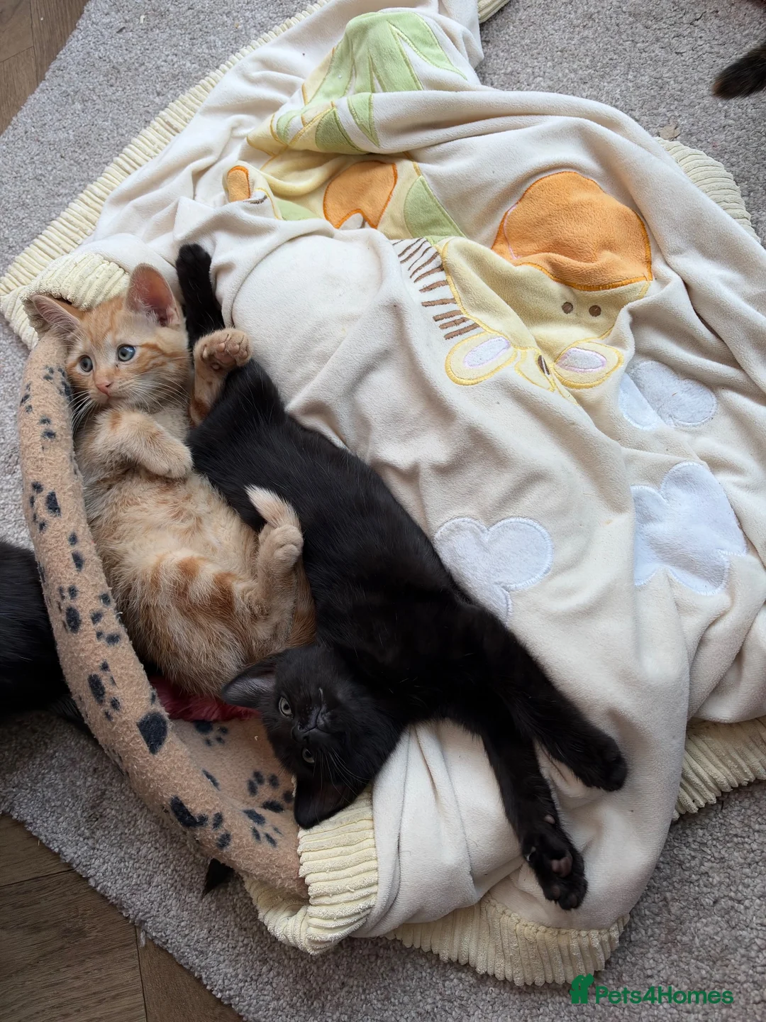 Mixed Breed cats for sale: Two gorgeous boys - Advert 2