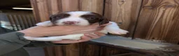 English Springer Spaniel dogs for sale: FTAW Springer Spaniel Puppies - Advert 11