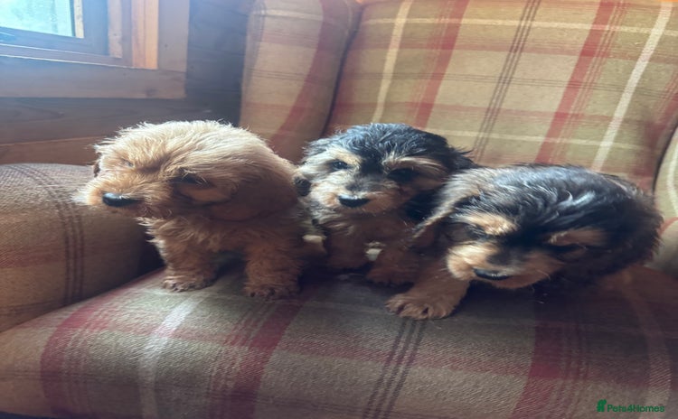 Mixed Breed dogs - Advert 1