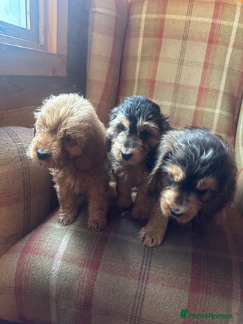 Mixed Breed dogs - Advert 1