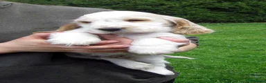 Cocker Spaniel 1