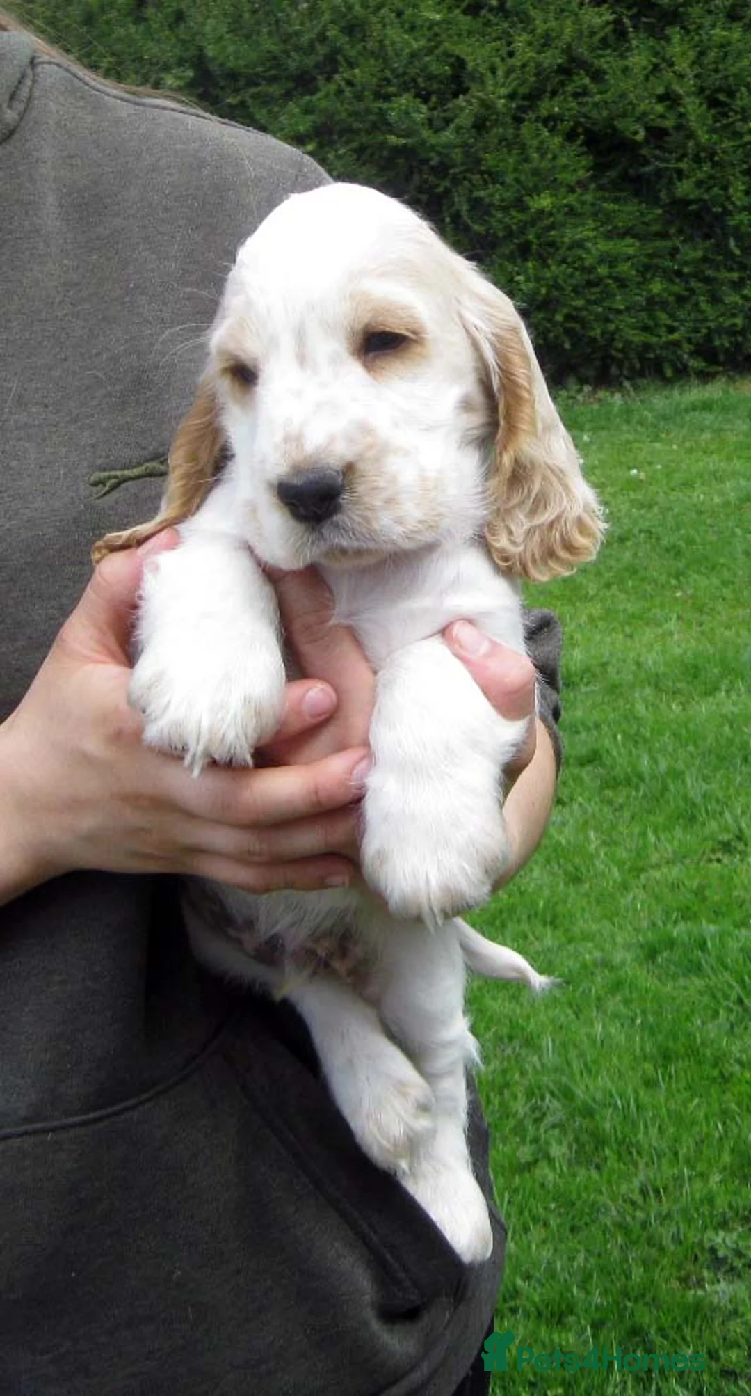 Cocker Spaniel dogs for sale: Orange Roan Show Type Cocker Spaniel Puppies - Advert 2
