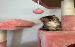British Longhair cats for sale: Looking for a new family!!!!  - Image 16