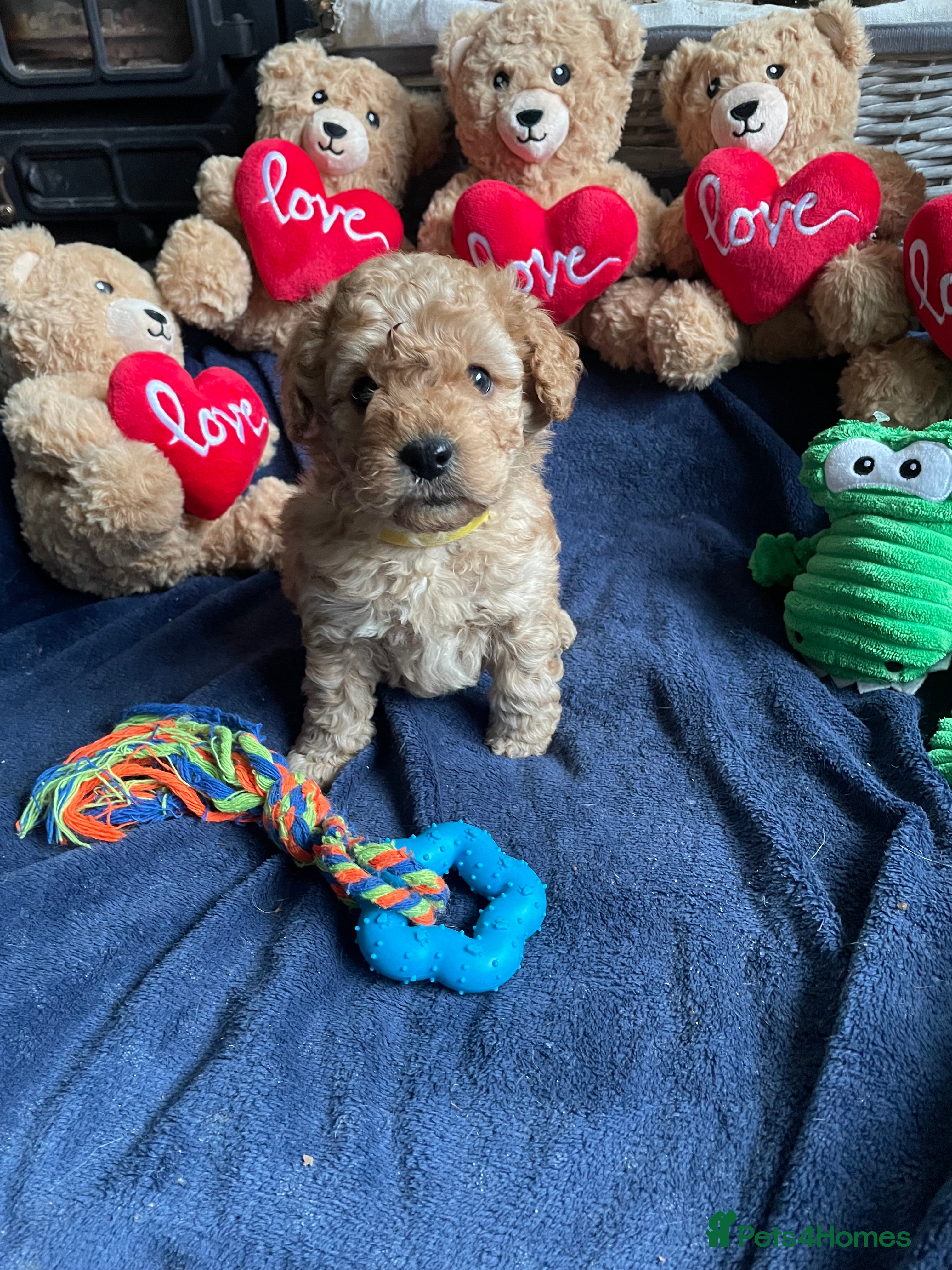 Cockapoo dogs F2b COCKAPOO PUPPIES - Advert 5