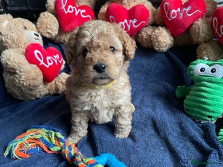 Cockapoo dogs F2b COCKAPOO PUPPIES - Advert 4