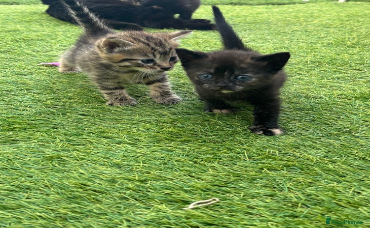 Mixed Breed cats - Advert 3