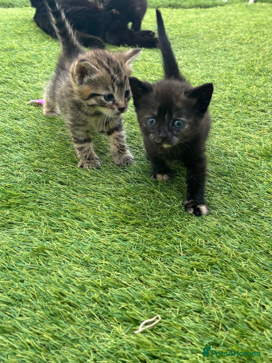Mixed Breed cats for sale: Kittens ready to leave  - Image 1