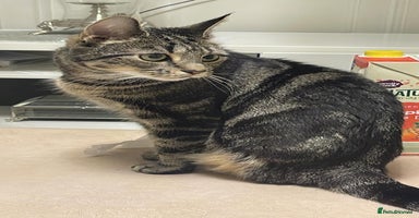 Mixed Breed cats - Advert 12