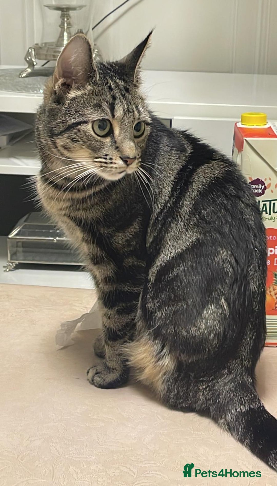 Mixed Breed cats for sale: Male and Female cat to a good home - Image 3