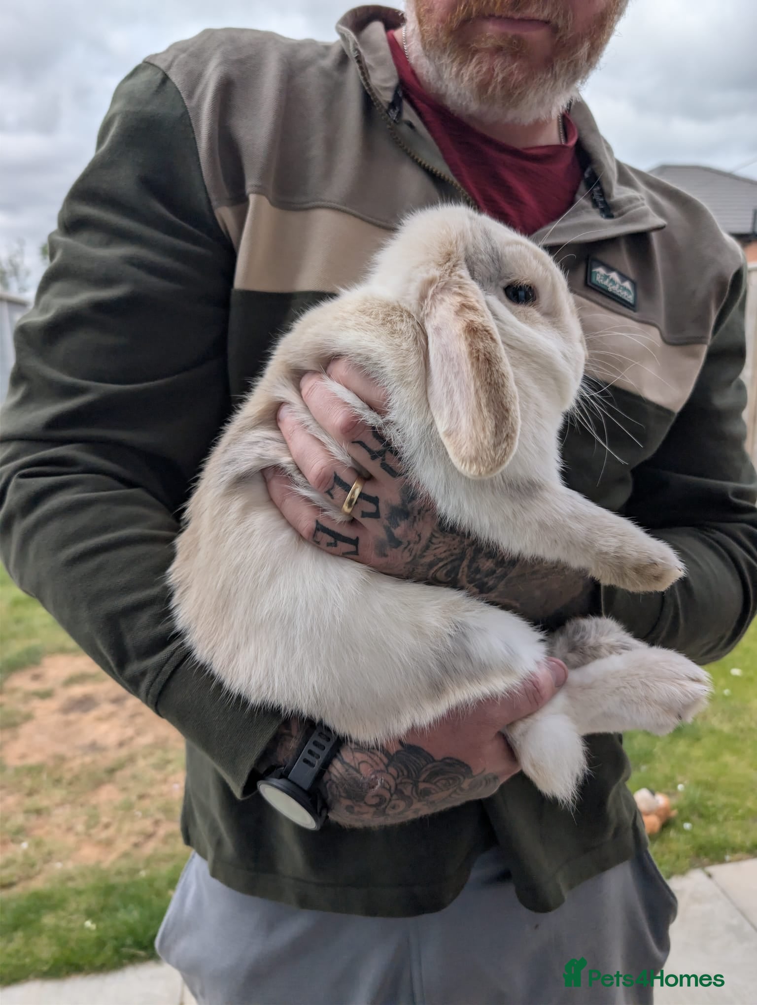 Mini Lop rabbits 18 month old Mini Lop - Advert 1