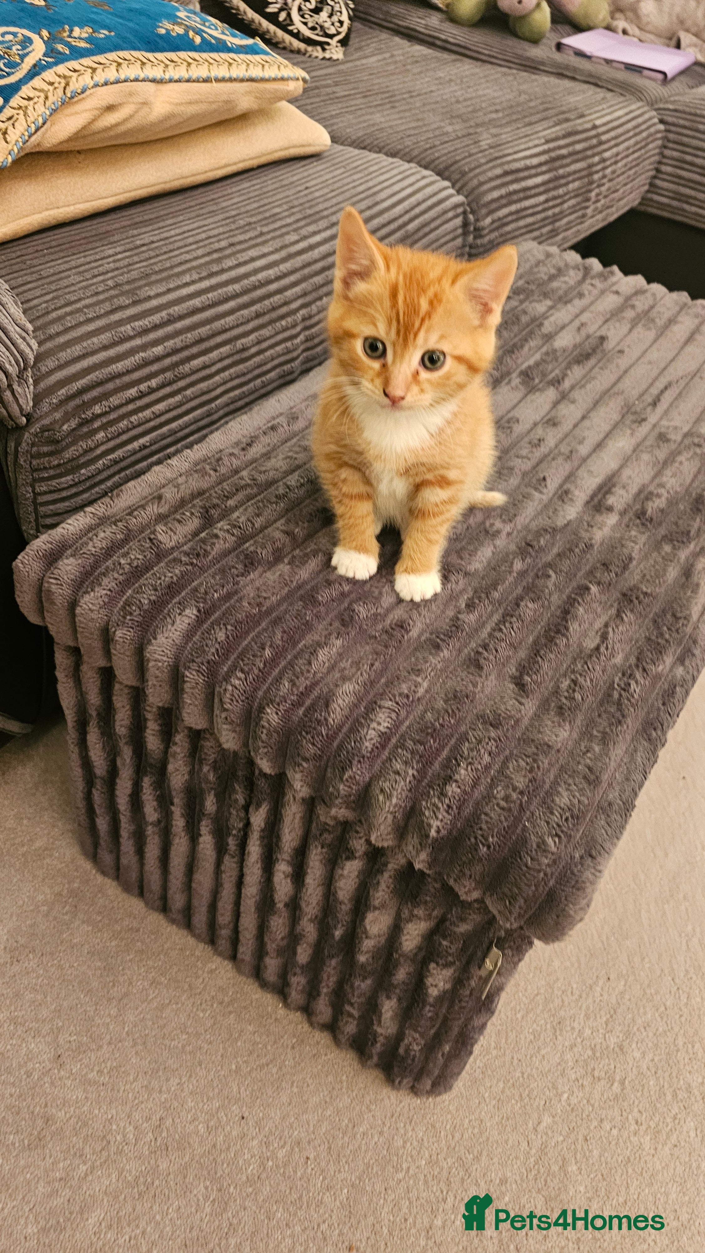 British Shorthair cats A Kitten for Christmas  - Advert 1