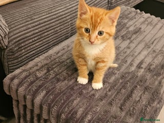 British Shorthair cats A Kitten for Christmas - Advert 2